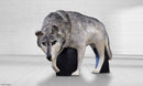 Wildcrete Wolf-2