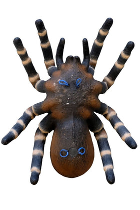 Leitold große Vogelspinne - 0