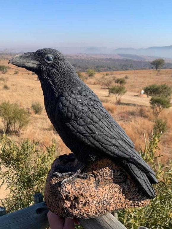 Wildcrete Kolkrabe