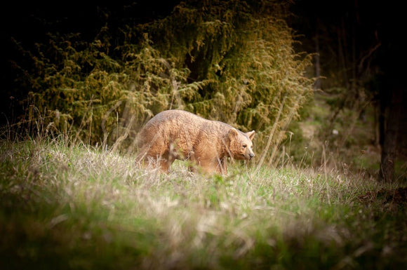 Center-Point Braunbär