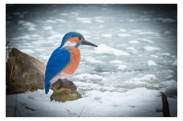 Center-Point Eisvogel - 0