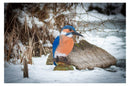 Center-Point Eisvogel-3