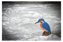 Center-Point Eisvogel-5