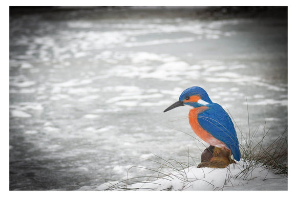 Center-Point Eisvogel