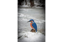 Center-Point Eisvogel-7