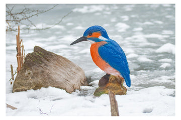 Center-Point Eisvogel