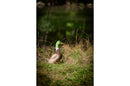Center-Point Ente, stehend-7
