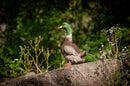 Center-Point Ente, stehend-8