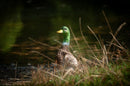 Center-Point Ente, stehend-9