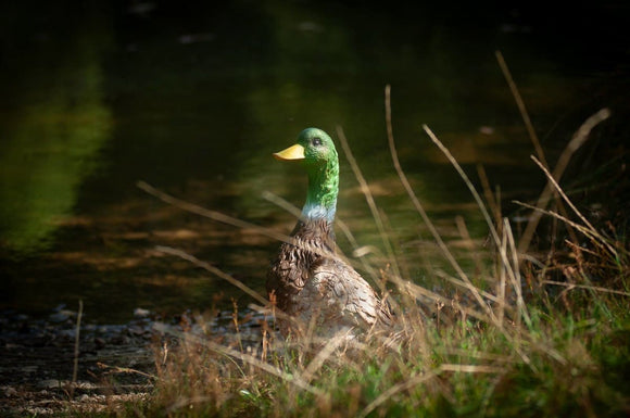 Center-Point Ente, stehend