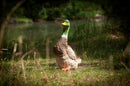 Center-Point Ente, stehend-12