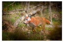 Center-Point Fuchs-2