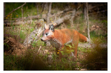 Center-Point Fuchs - 0