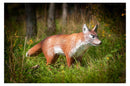 Center-Point Fuchs-3