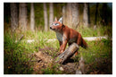Center-Point Fuchs-5