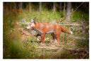 Center-Point Fuchs-7
