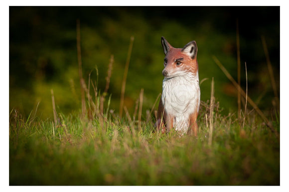 Center-Point Fuchs, sitzend