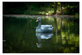 Center-Point Graugans - 0