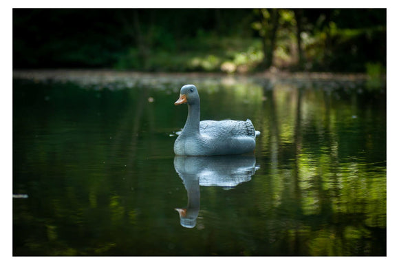 Center-Point Graugans