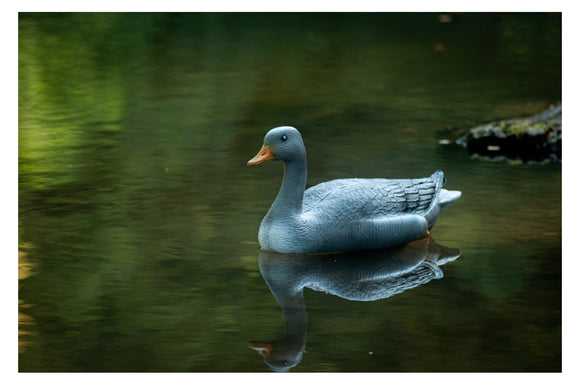 Center-Point Graugans