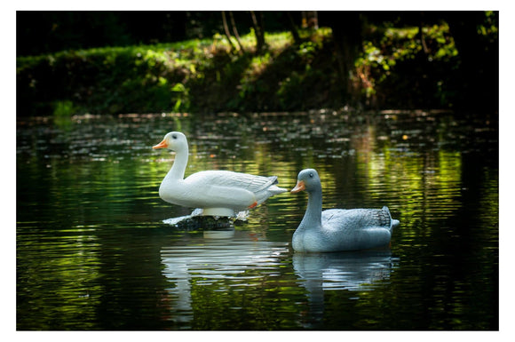 Center-Point Graugans