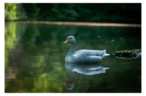 Center-Point Graugans