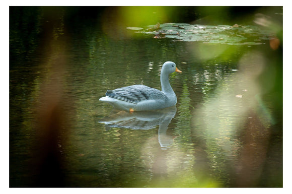 Center-Point Graugans