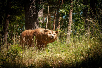 Center-Point Grizzly, laufend - 0