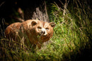 Center-Point Grizzly, laufend-3