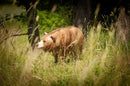 Center-Point Grizzly, laufend-4