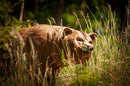 Center-Point Grizzly, laufend-5
