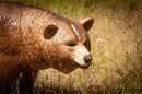 Center-Point Grizzly, laufend-6