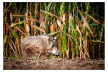 Center-Point Keiler - 0