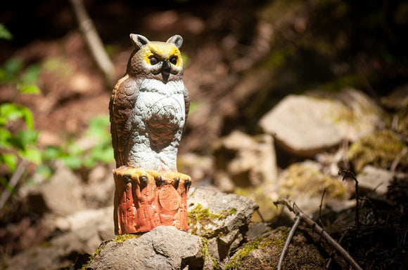 Center-Point kleiner Kauz