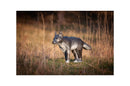 Center-Point kleiner Wolf-2
