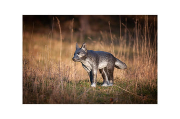 Center-Point kleiner Wolf - 0
