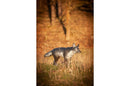 Center-Point kleiner Wolf-3