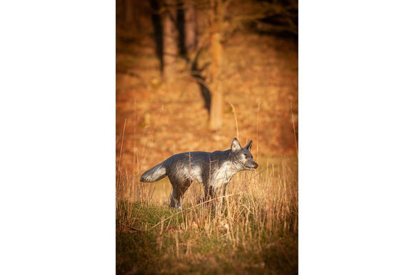 Center-Point kleiner Wolf