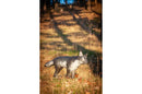 Center-Point kleiner Wolf-4