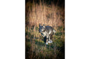 Center-Point kleiner Wolf-5