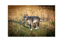 Center-Point kleiner Wolf-6