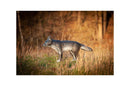 Center-Point kleiner Wolf-7