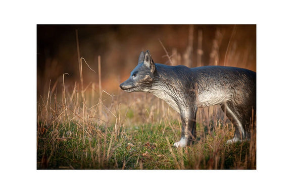 Center-Point kleiner Wolf