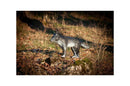 Center-Point kleiner Wolf-11