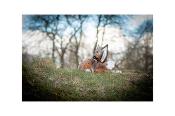 Center-Point Luchs, liegend - 0