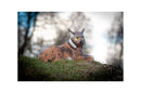 Center-Point Luchs, liegend-3