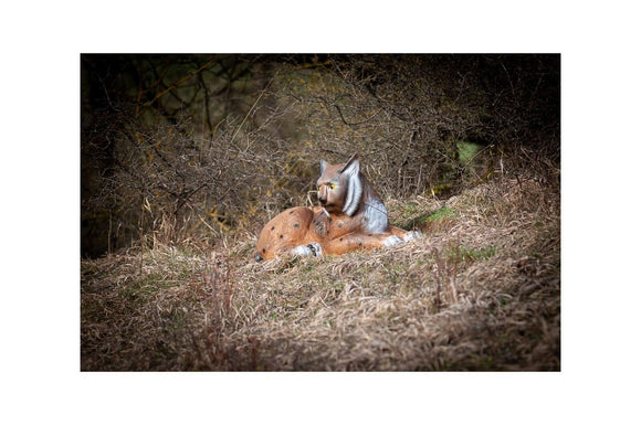 Center-Point Luchs, liegend