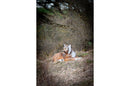 Center-Point Luchs, liegend-6