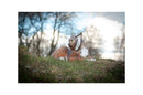 Center-Point Luchs, liegend-7