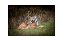 Center-Point Luchs, liegend-8